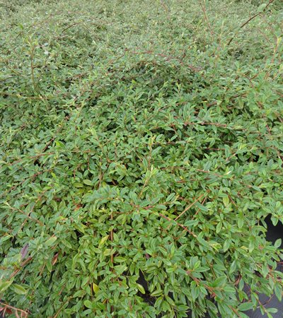 Willowleaf Cotoneaster Scarlet Leader